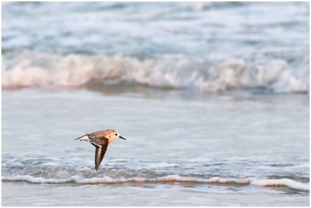 Little Stint - Diptesh Ghosh Roy