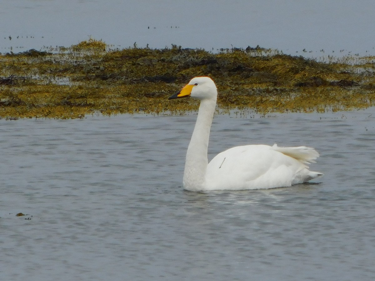 labuť zpěvná - ML554135101