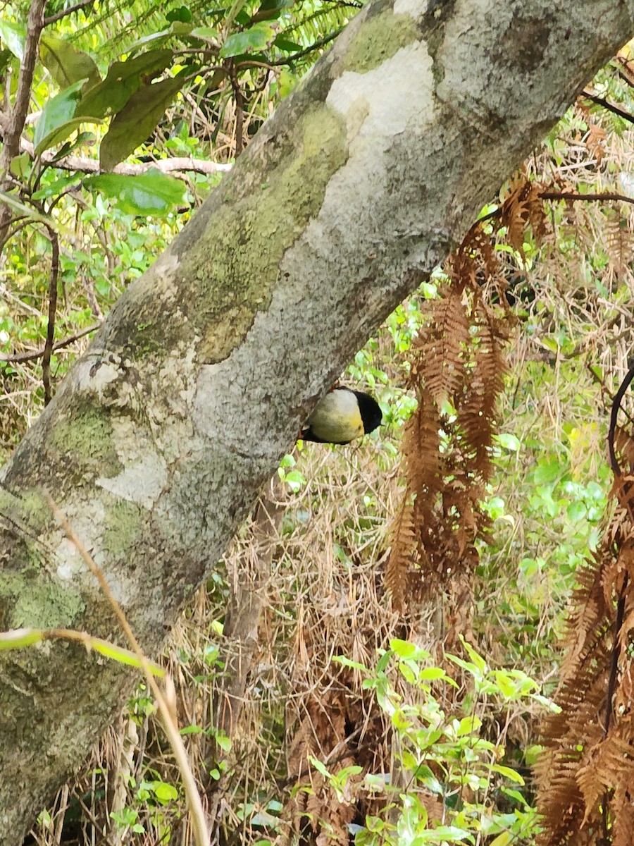 Tomtit Bülbülü - ML554135601