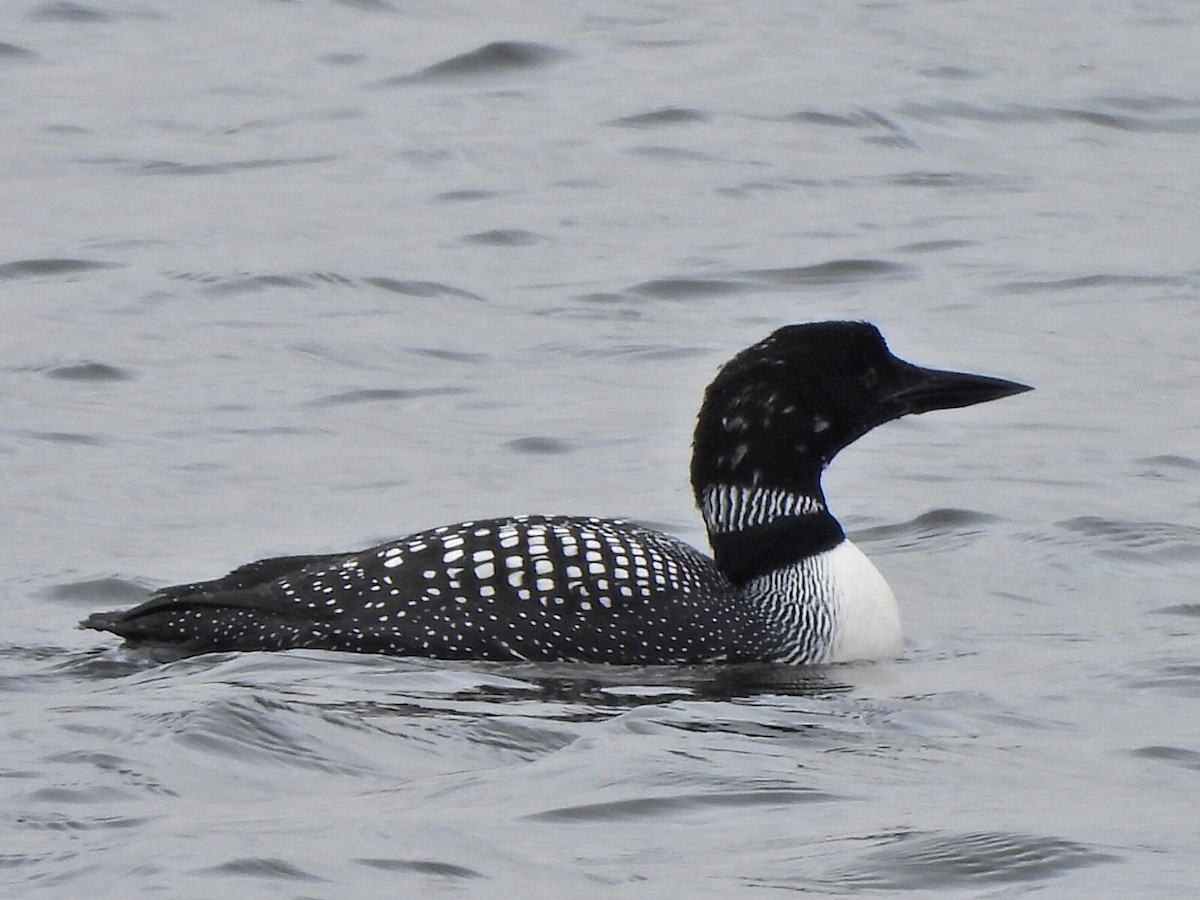 Common Loon - Luke Raso