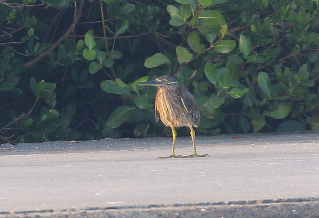 Striated Heron - ML554136481