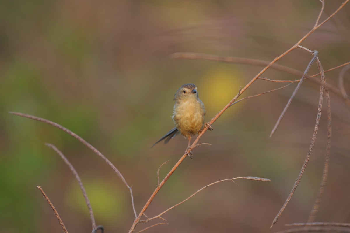 Plain Prinia - ML554136631