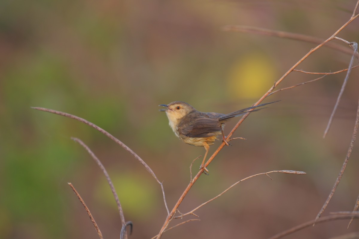 Plain Prinia - ML554136651