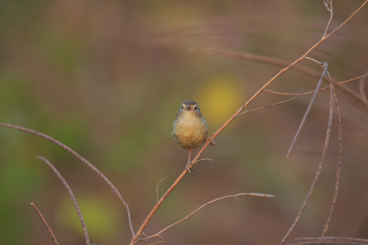 Plain Prinia - ML554136671