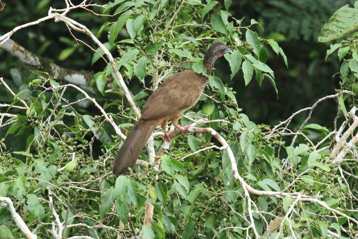 Speckled Chachalaca - ML55413721