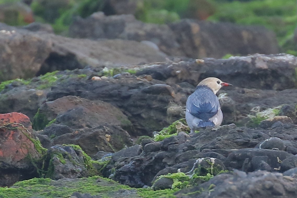 Red-billed Starling - ML554137381