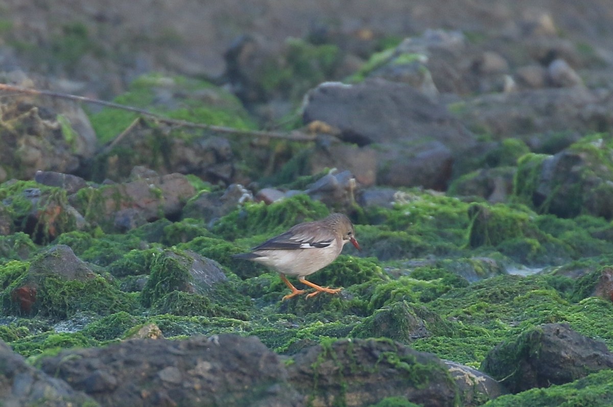 Red-billed Starling - ML554137391