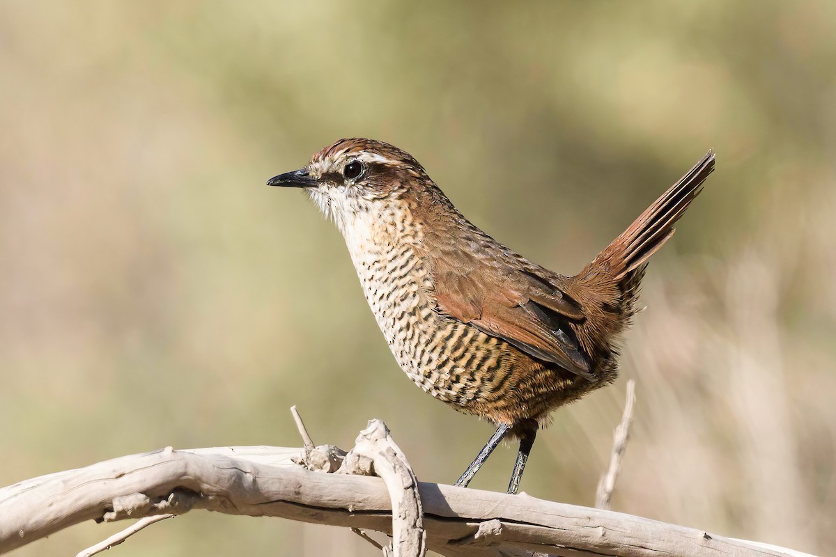 White-throated Tapaculo - ML554137481