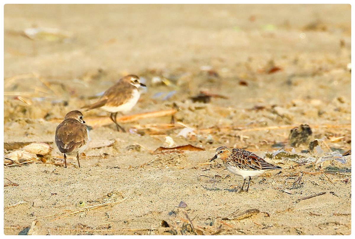 Rotkehl-Strandläufer - ML554137871