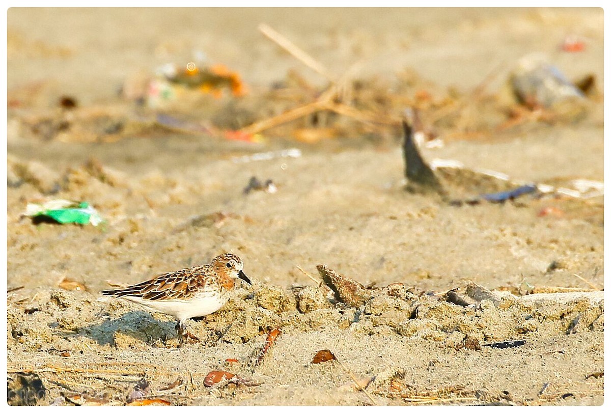 Rotkehl-Strandläufer - ML554137891