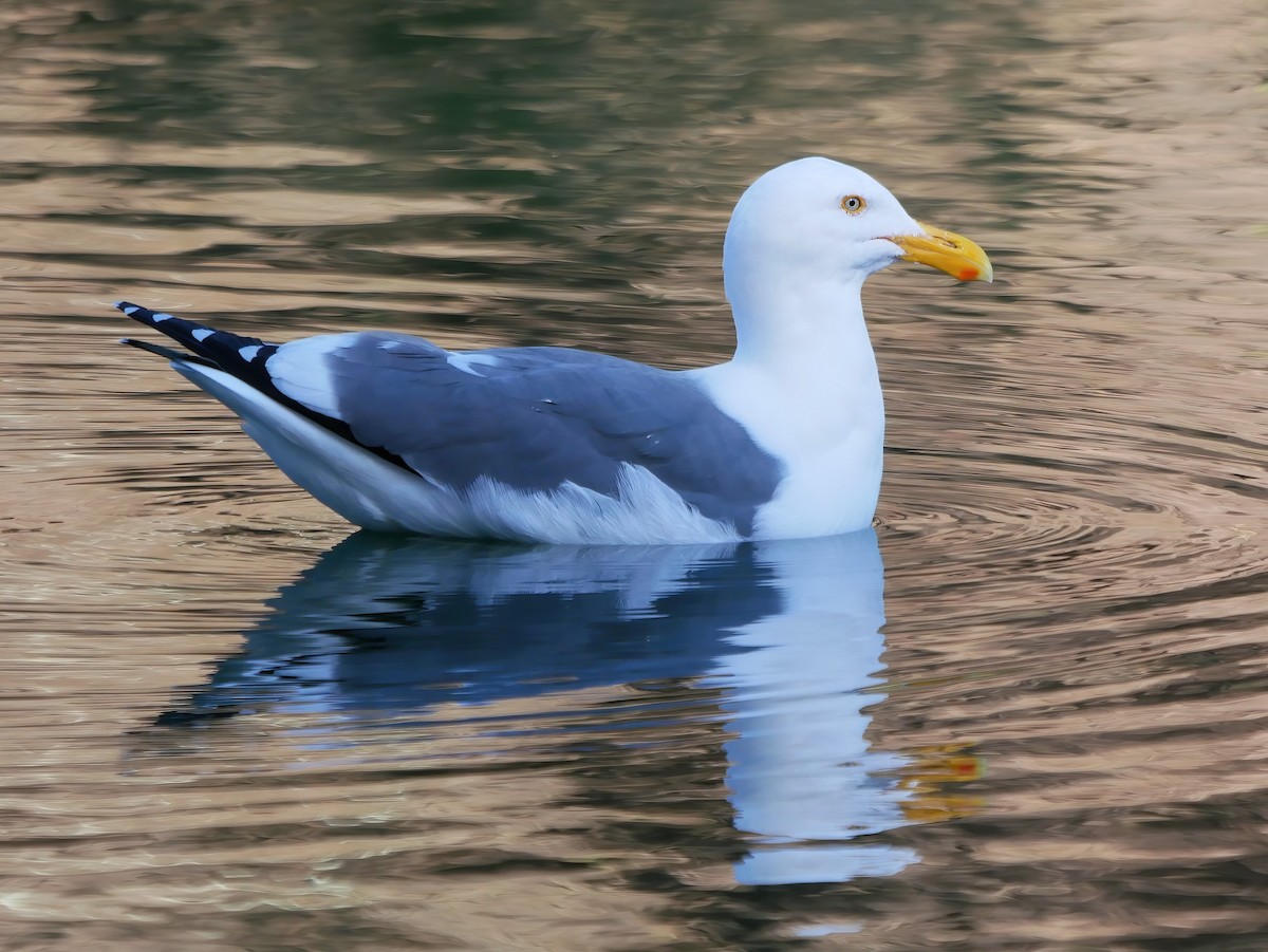 Goéland d'Audubon - ML554138151