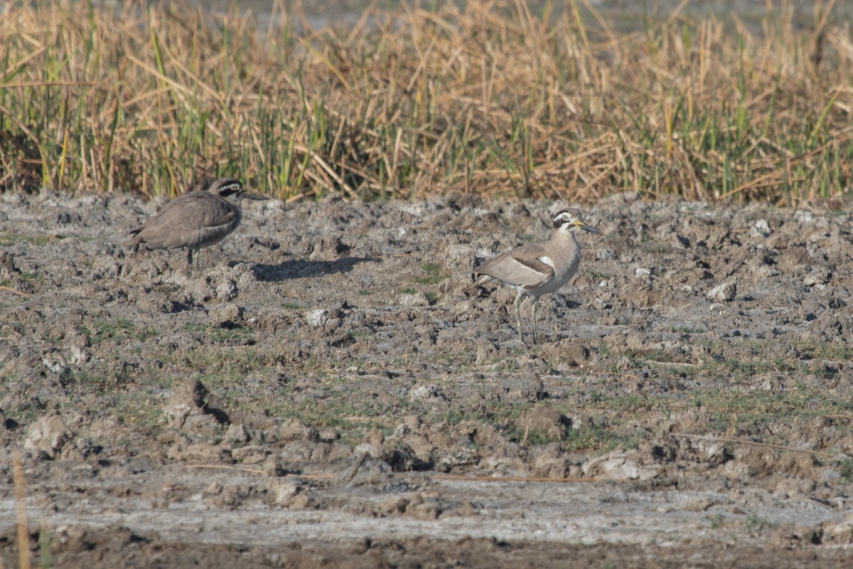 Great Thick-knee - Ramit Singal