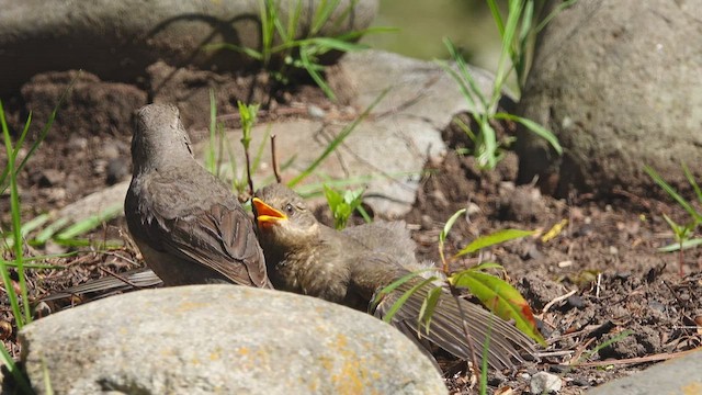 Chiguanco Thrush - ML554139681