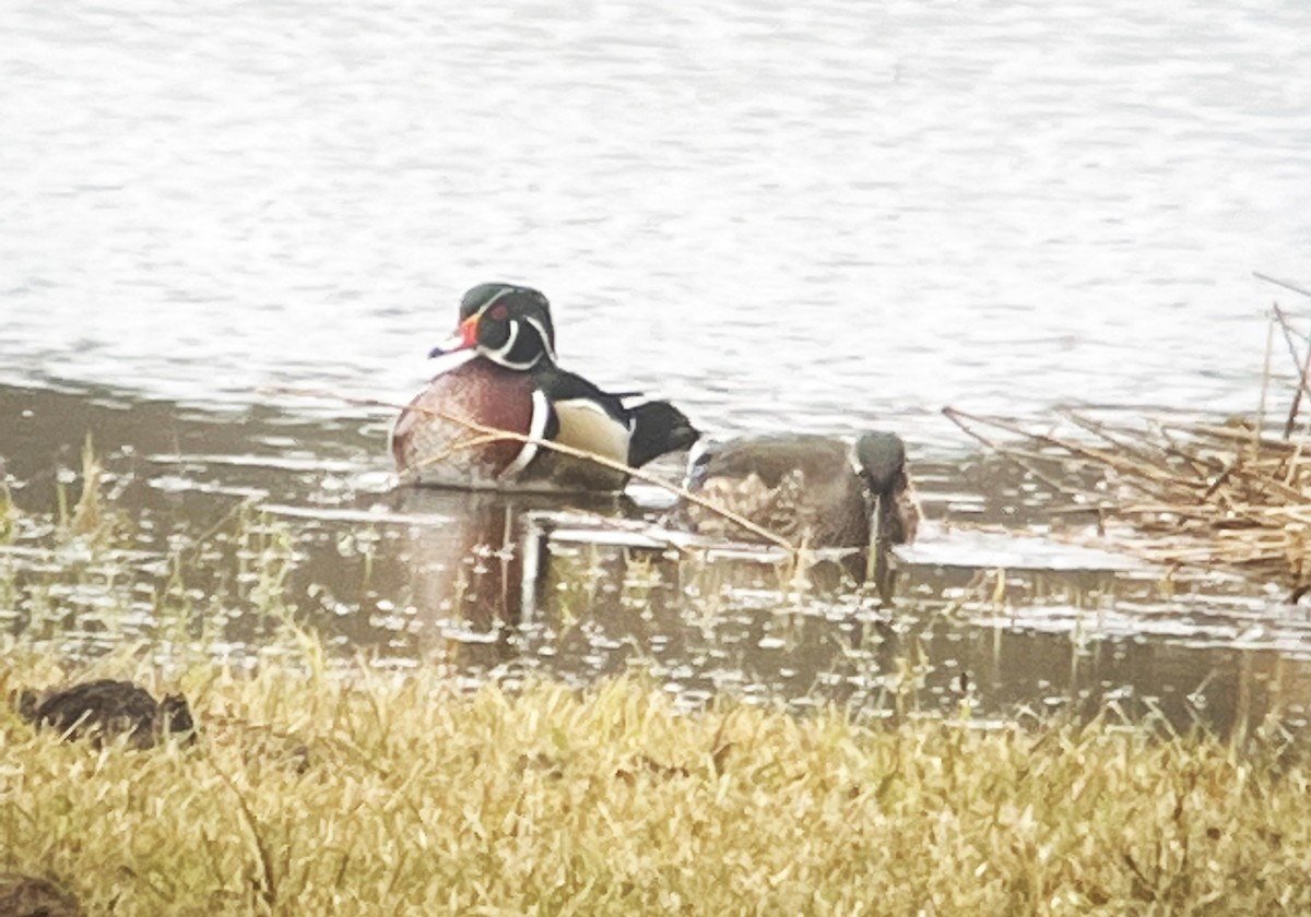 Wood Duck - Jack Swatt