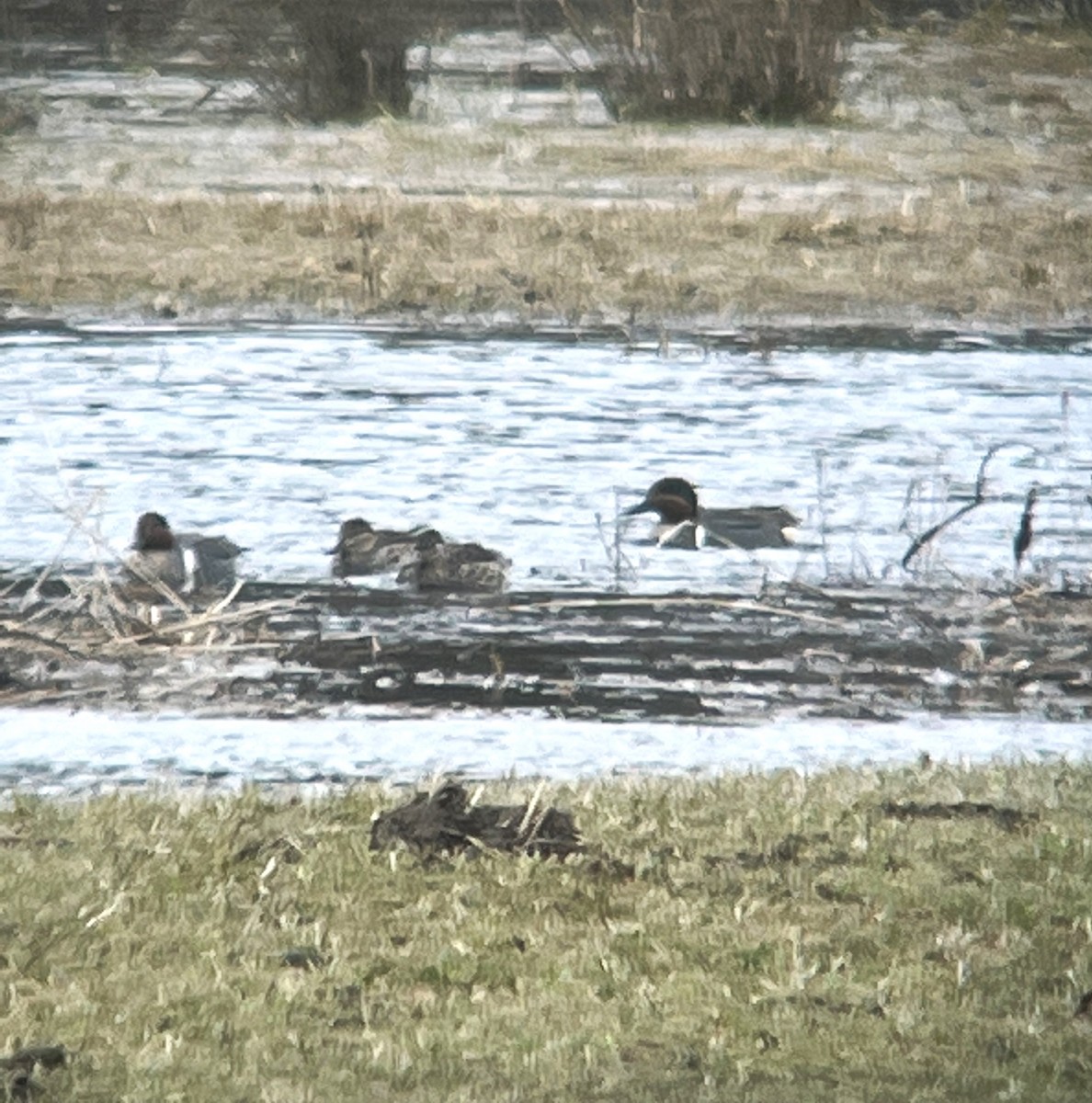 Green-winged Teal - ML554140651