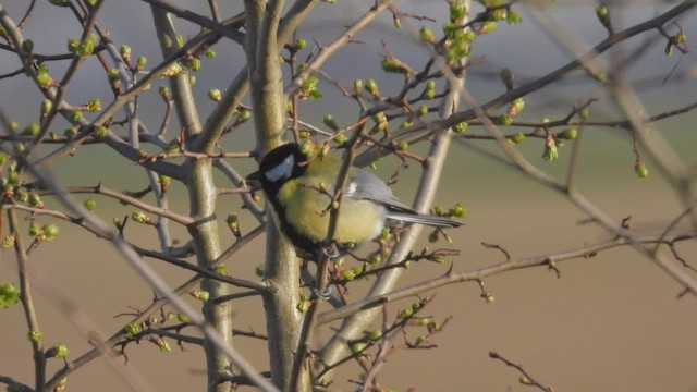 Mésange charbonnière - ML554140911