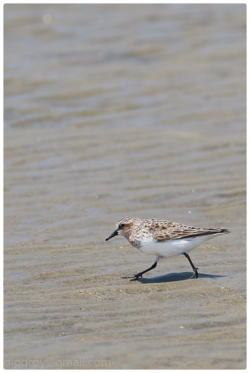 Rotkehl-Strandläufer - ML554141121