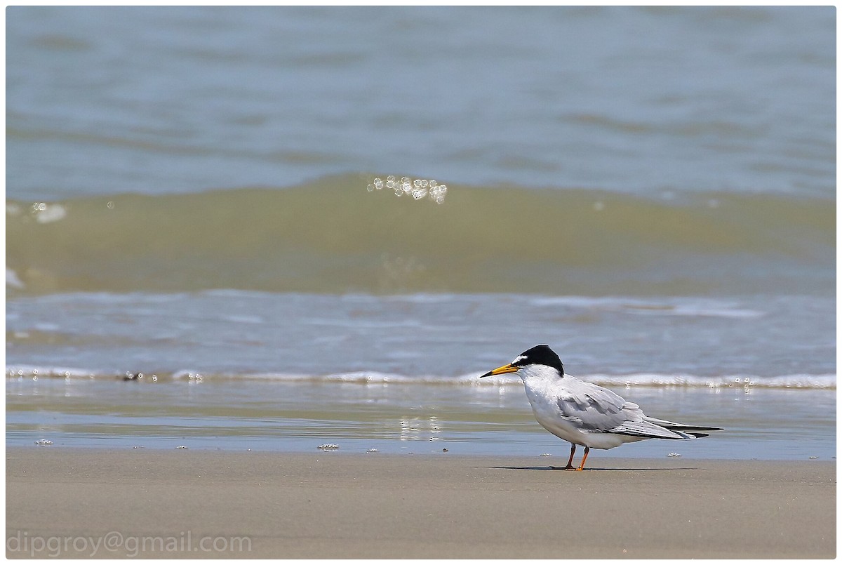 Little Tern - Diptesh Ghosh Roy