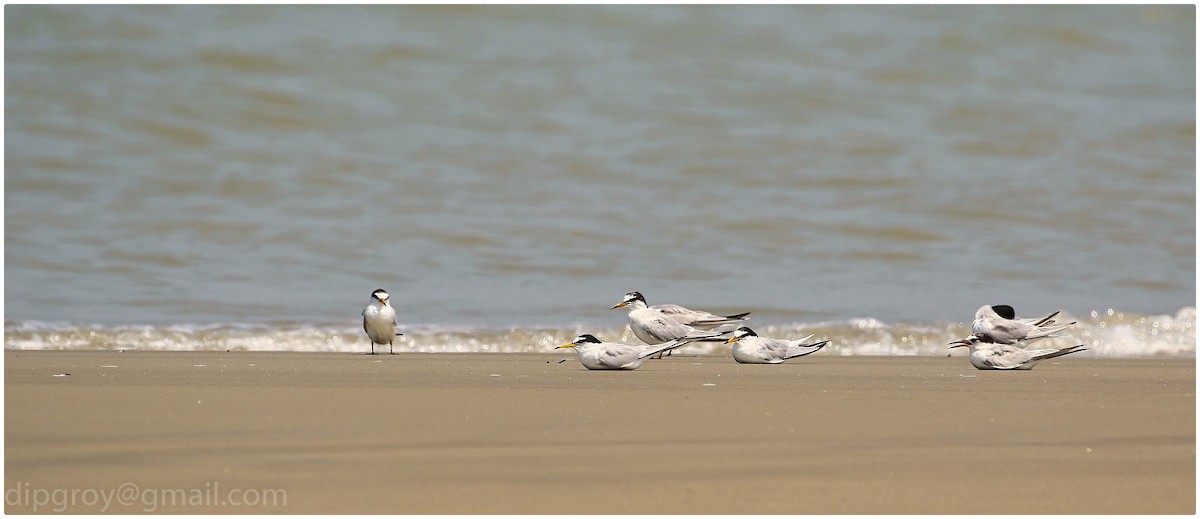 Little Tern - ML554141771