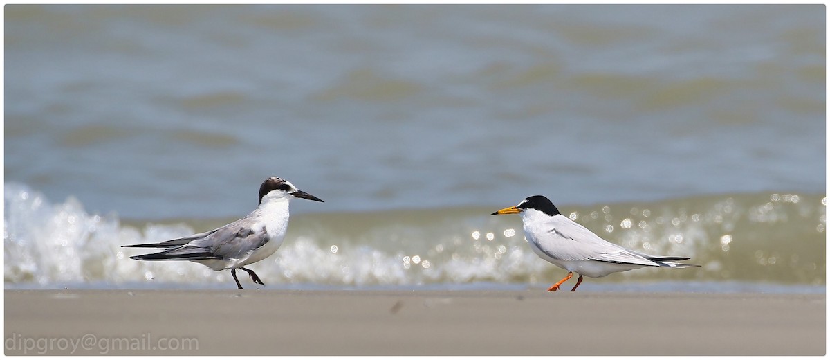 Little Tern - ML554141781