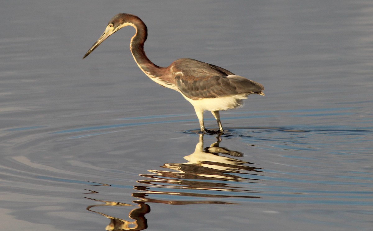 Tricolored Heron - ML55414181