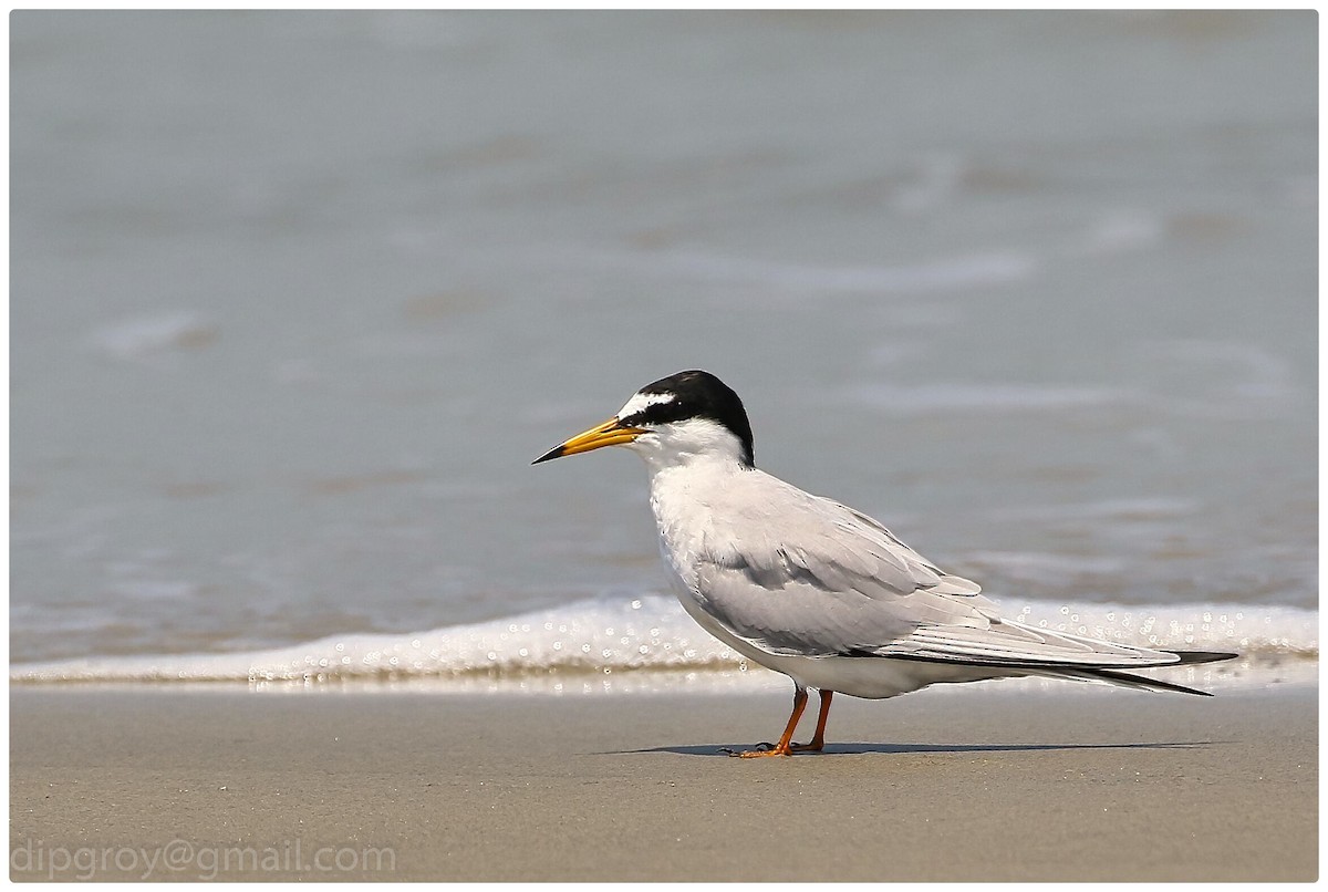 Little Tern - Diptesh Ghosh Roy