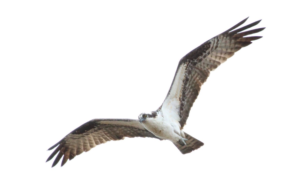 Águila Pescadora - ML554143201