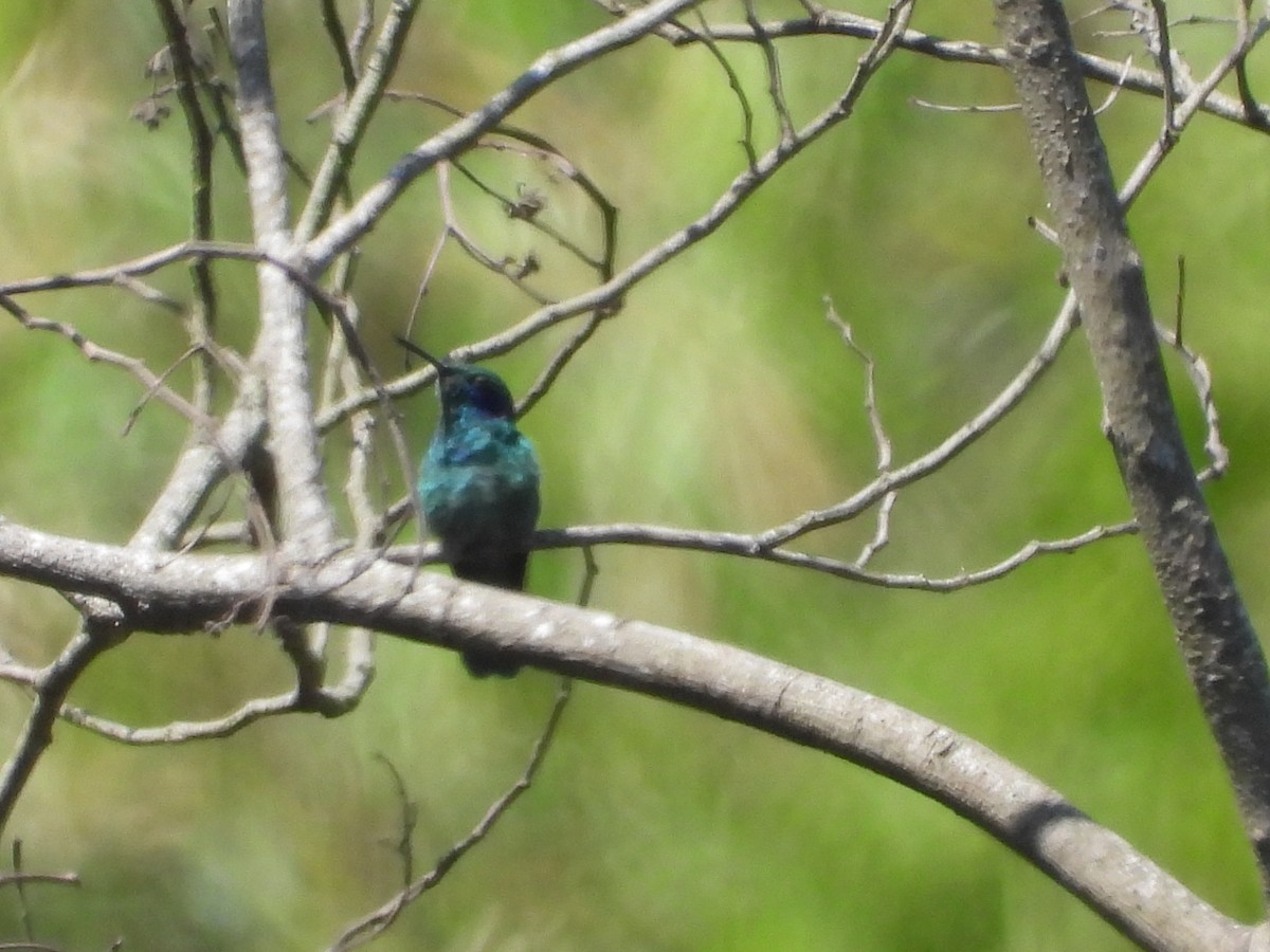 kolibřík modrouchý - ML554143581