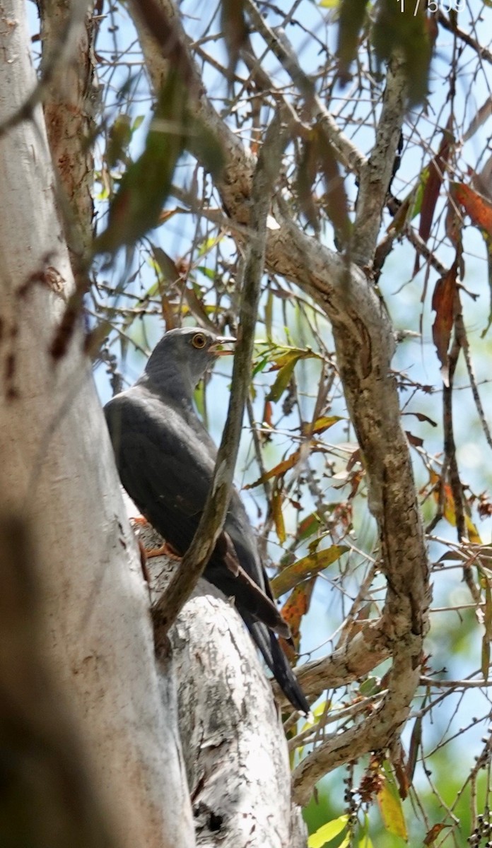 Oriental Cuckoo - ML554143881