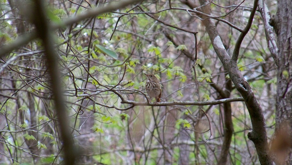 Hermit Thrush - ML554144181