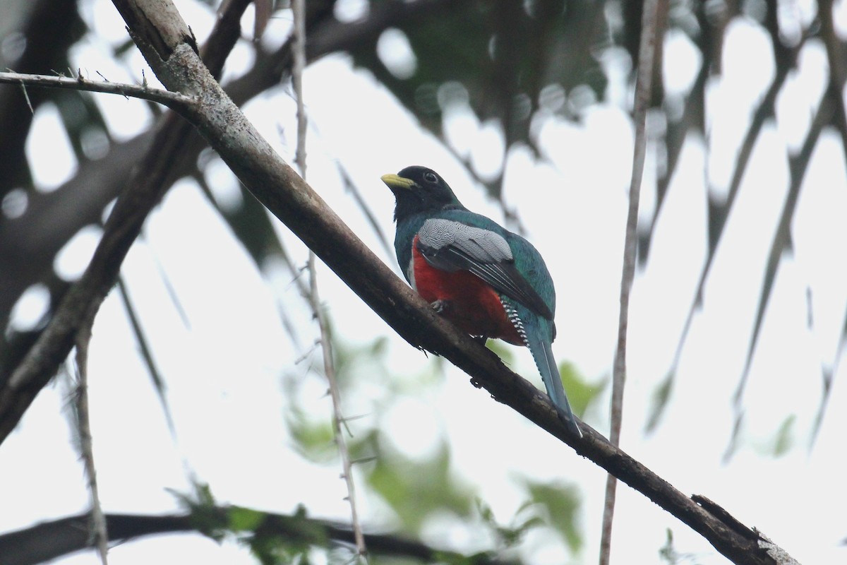 Halkalı Trogon - ML55414451