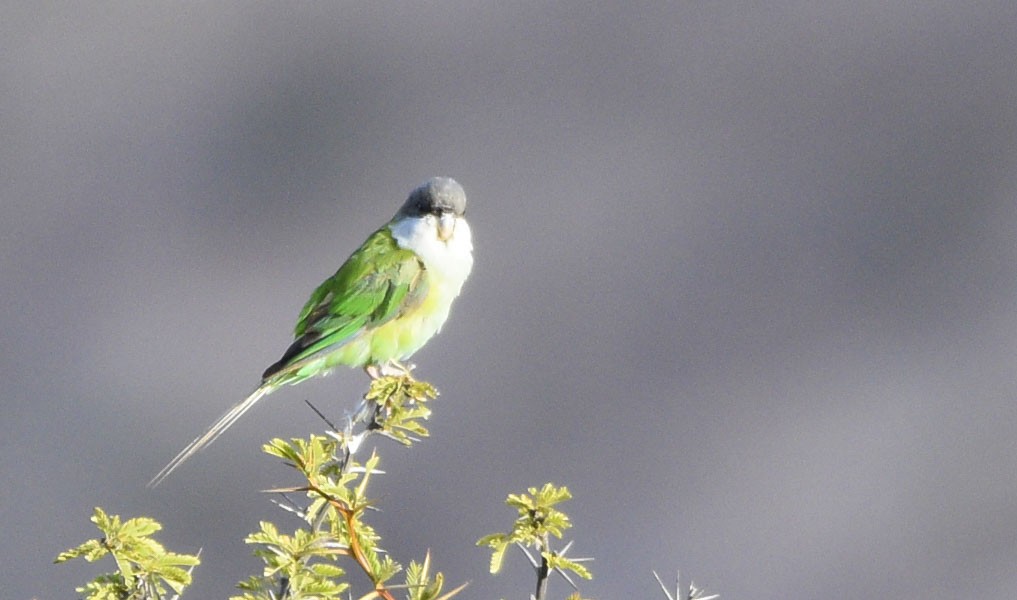 Gray-hooded Parakeet - ML554145291