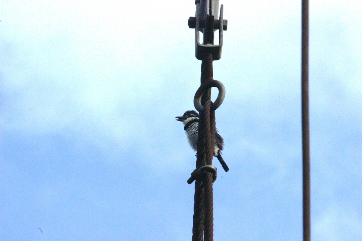 Pied Puffbird - ML55414551