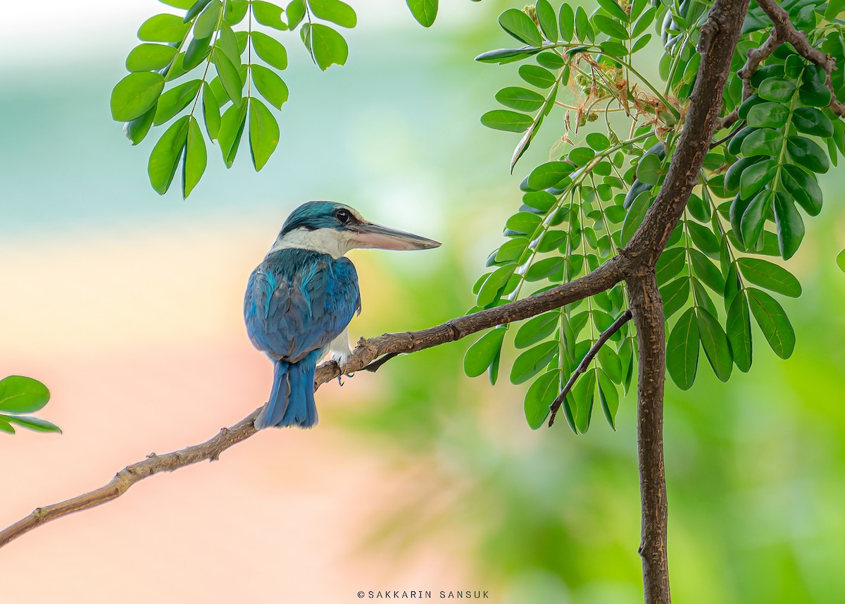 Collared Kingfisher - Sakkarin Sansuk