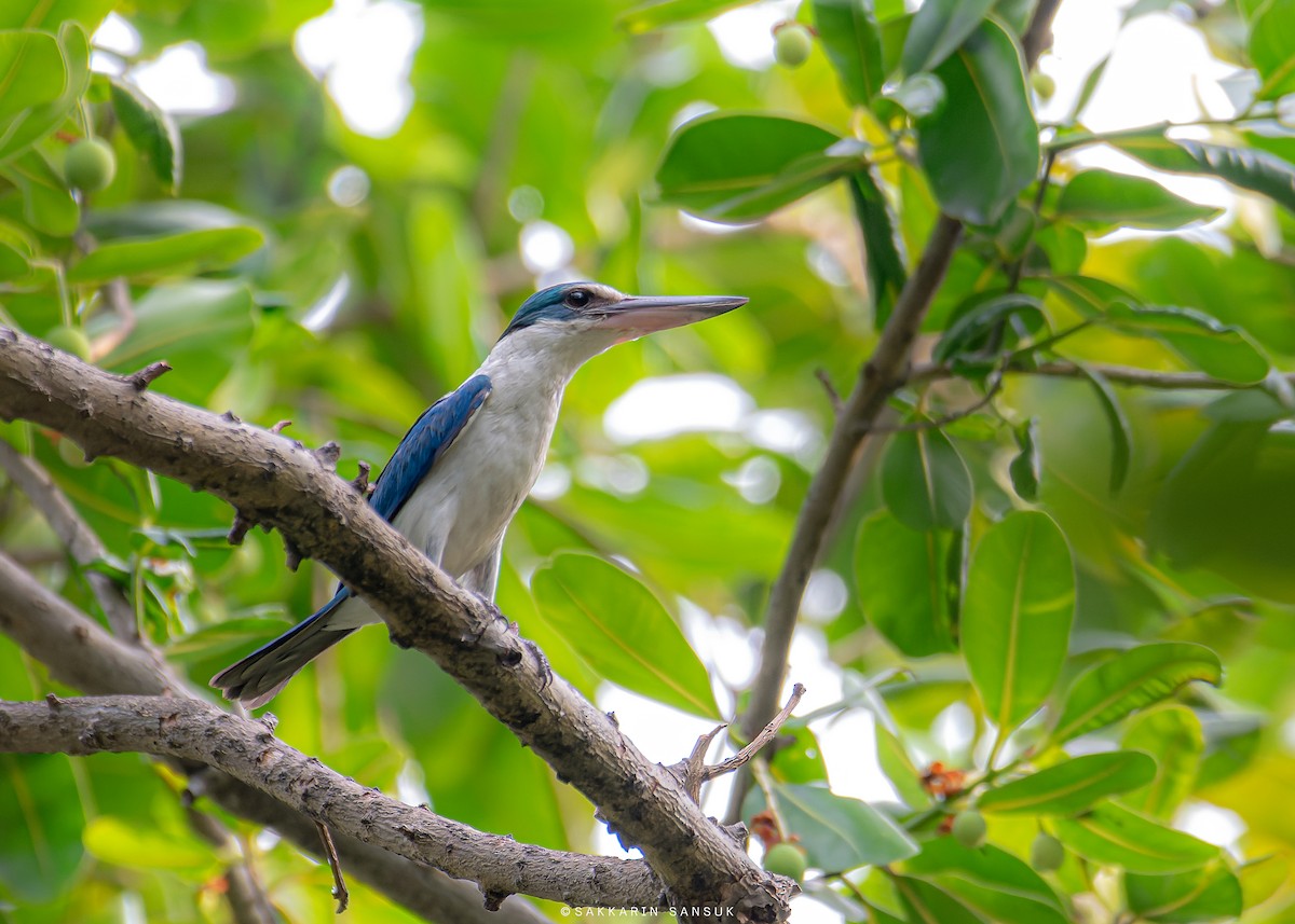 Collared Kingfisher - ML554146601