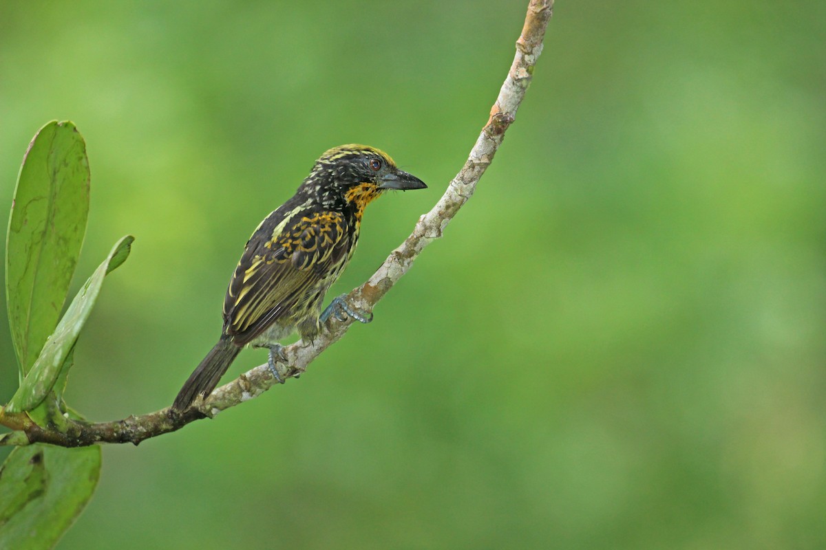 Gilded Barbet - ML55414701