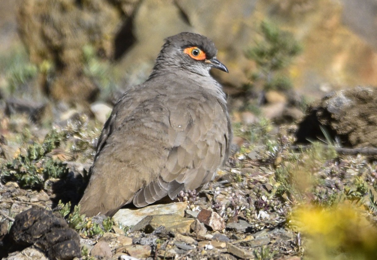 Bare-eyed Ground Dove - ML554147611