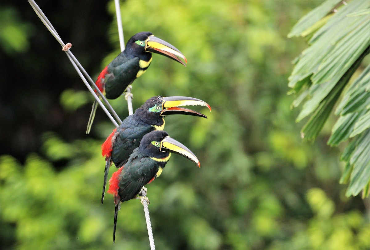 Many-banded Aracari - ML55414871