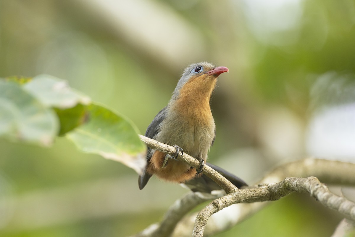 Red-billed Malkoha - ML554148841