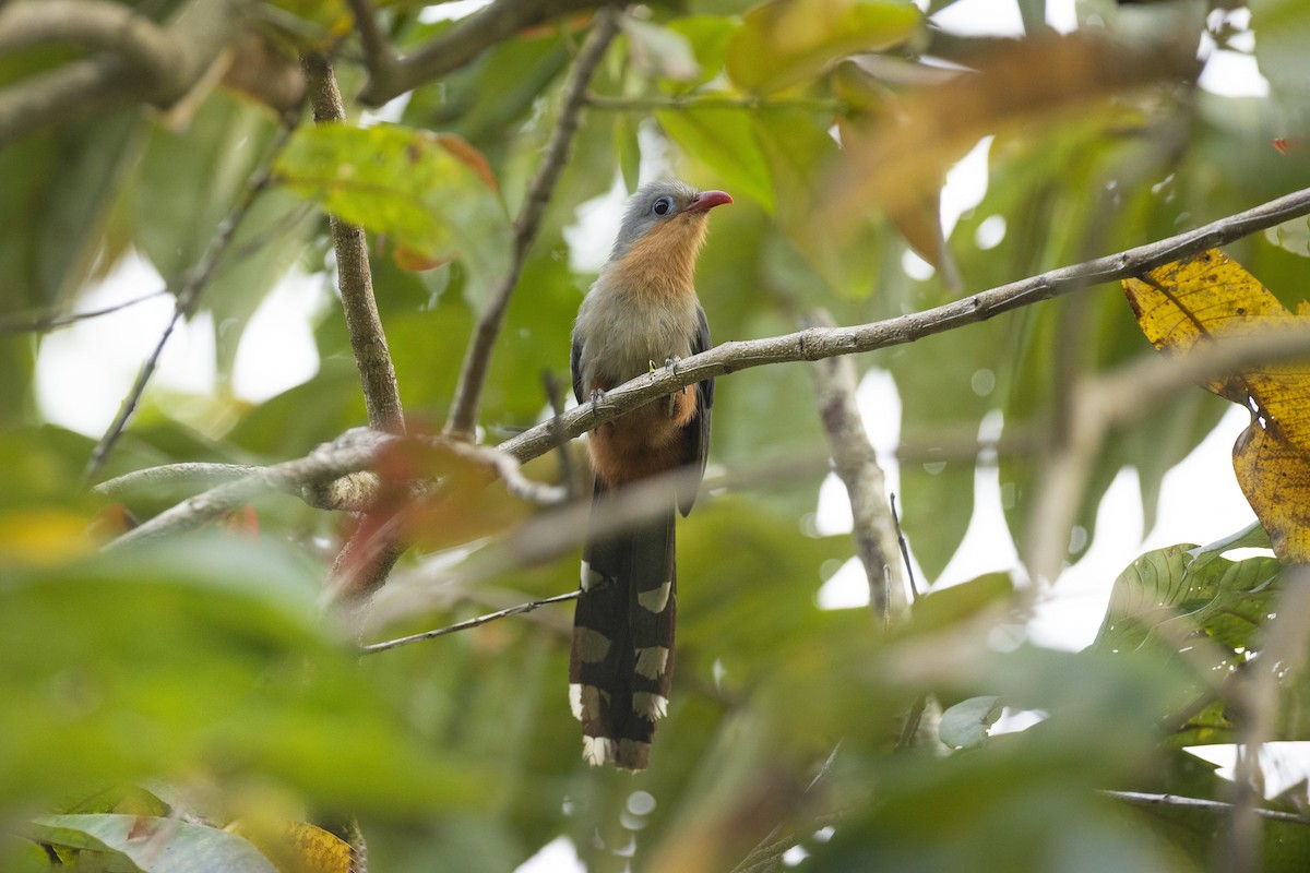 Red-billed Malkoha - ML554148891