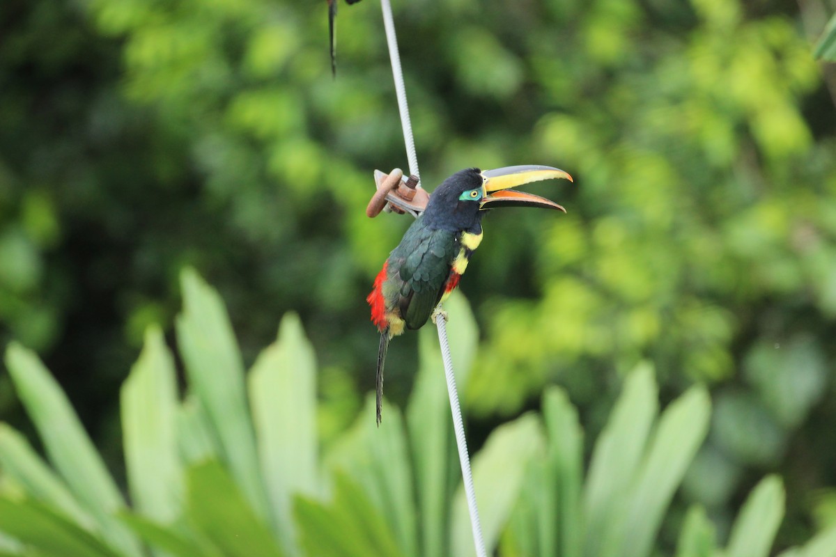 Many-banded Aracari - ML55414891