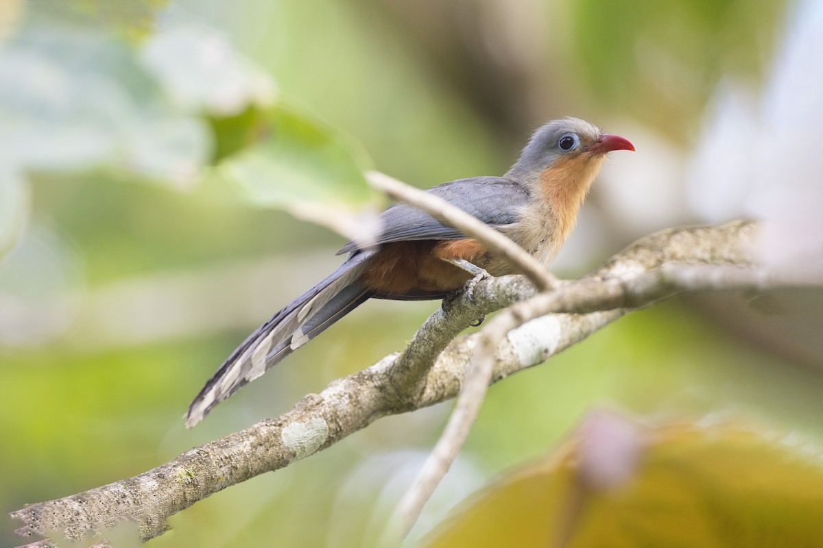 Red-billed Malkoha - ML554149011