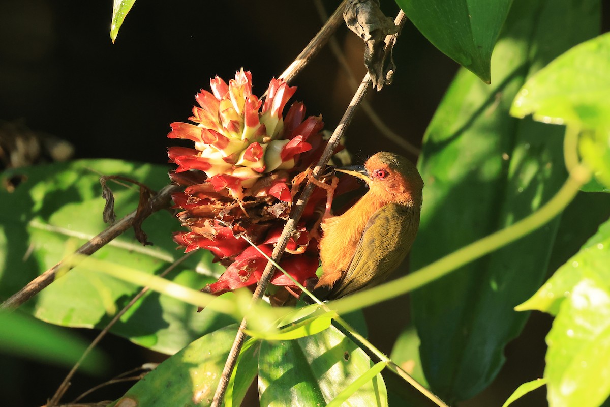 Rufous Piculet - ML554149101