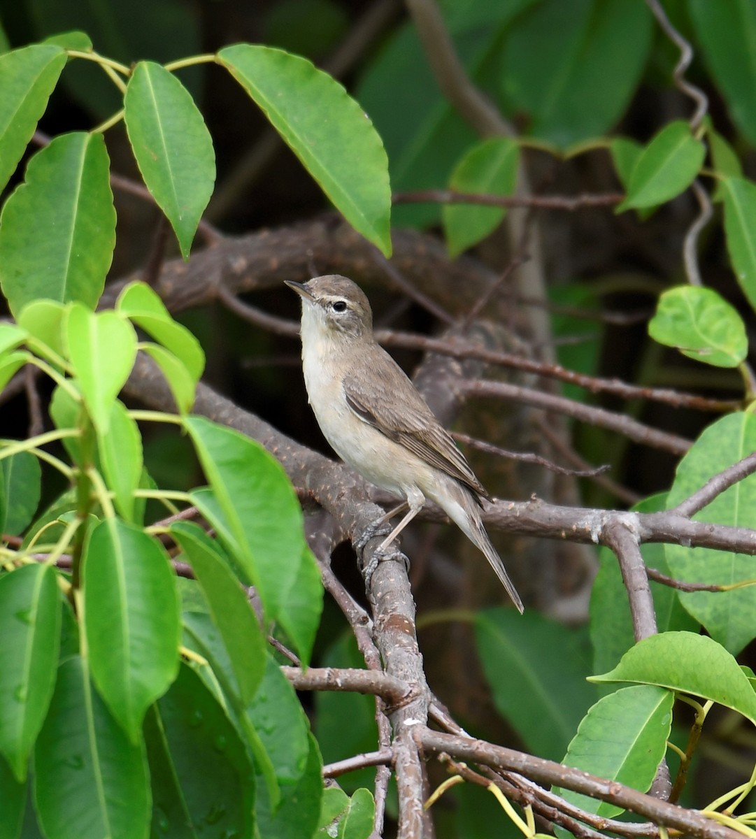 Booted Warbler - ML554149431