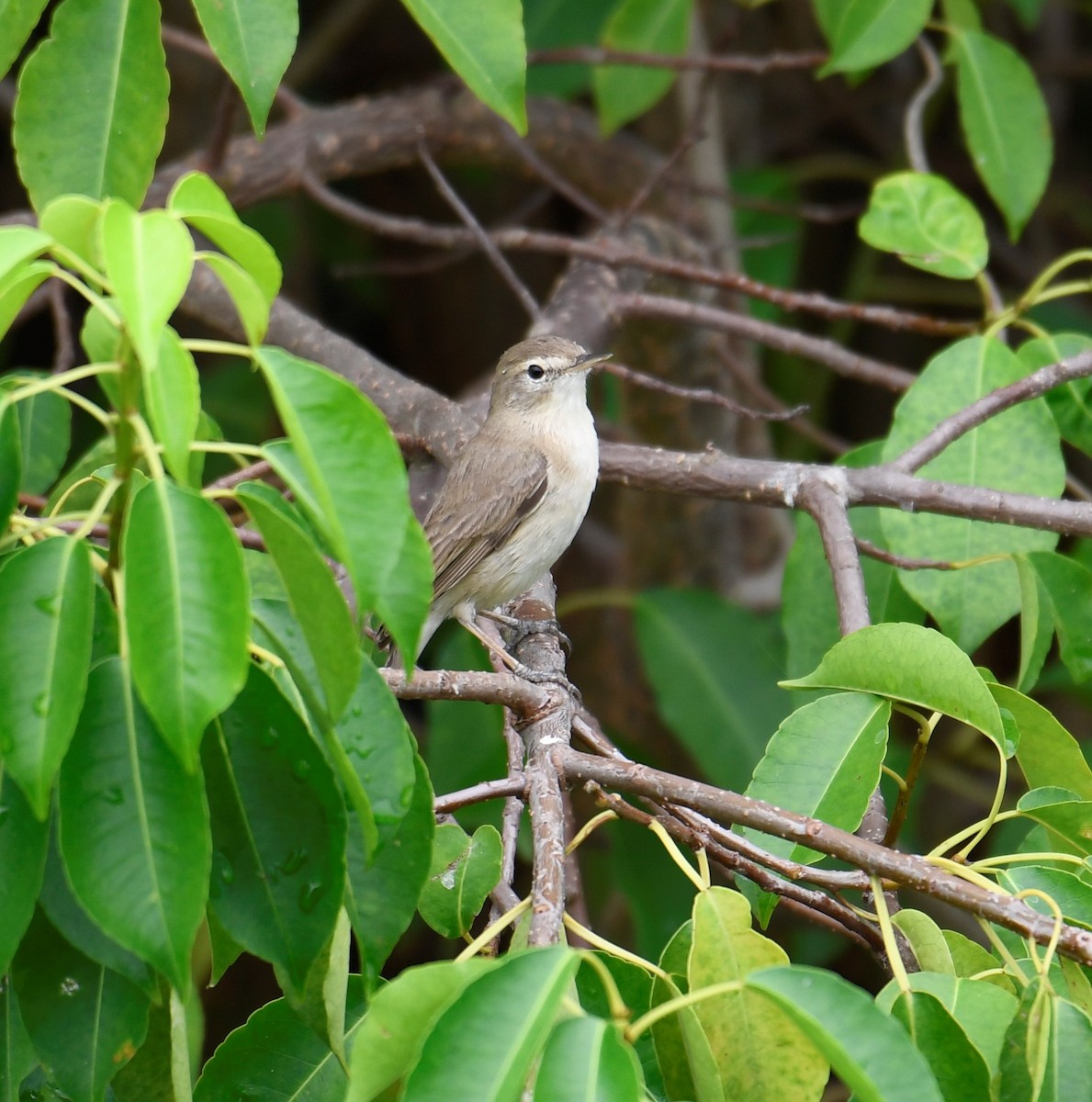 Booted Warbler - ML554149561