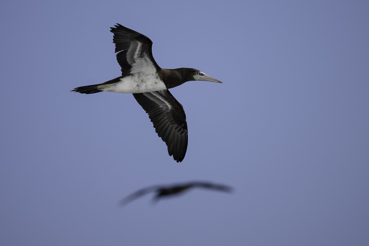 Brown Booby - ML554149671