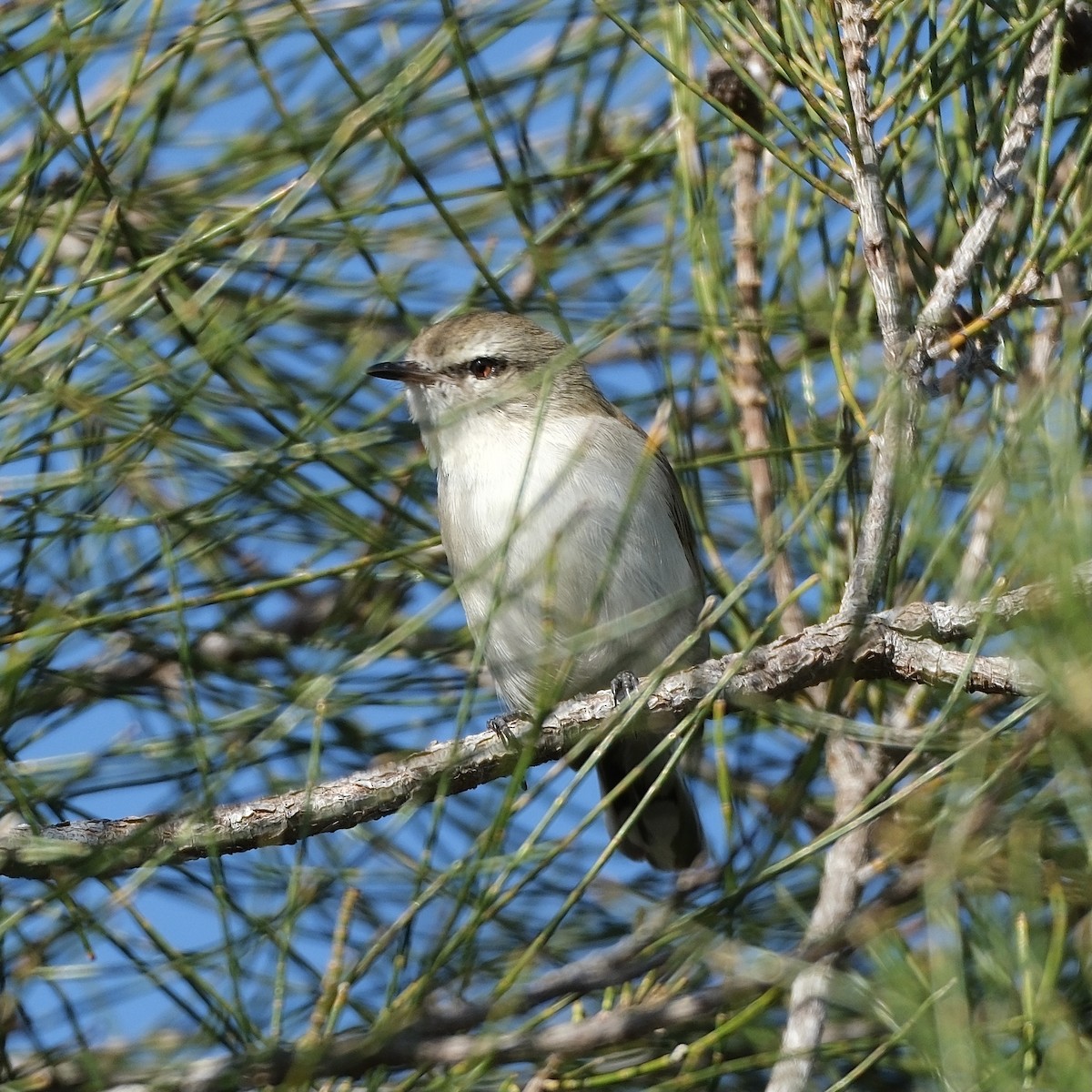 Mangrove Gerygone - ML554149981