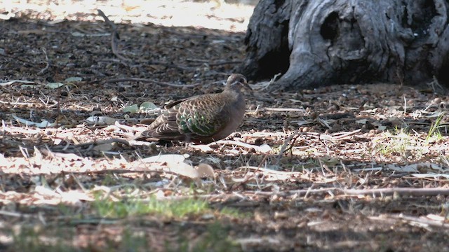 Common Bronzewing - ML554150151