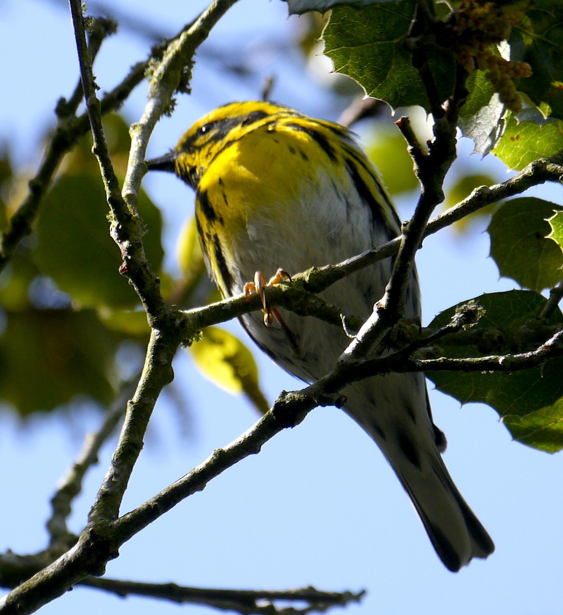 Townsend's Warbler - Gordon Beebe