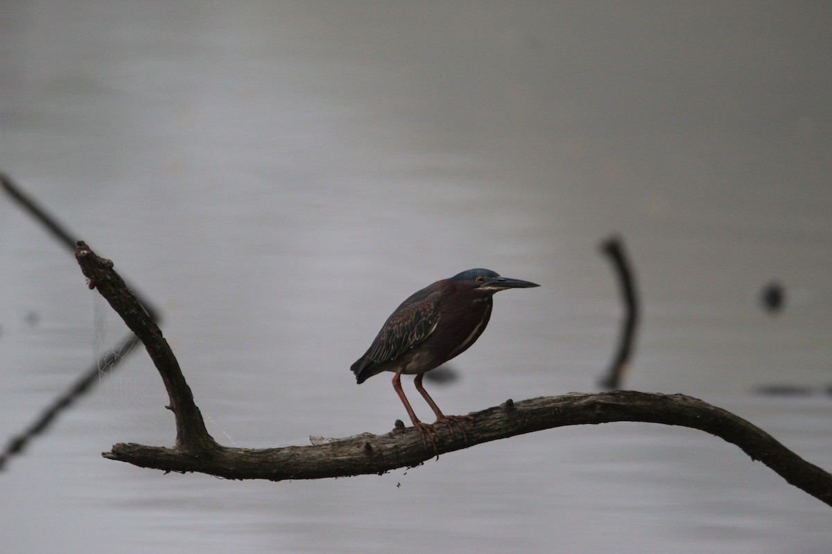 Green Heron - ML554150221